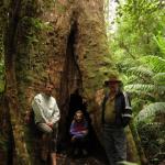 Malt Rest (Otway Park) - Rainforest walk